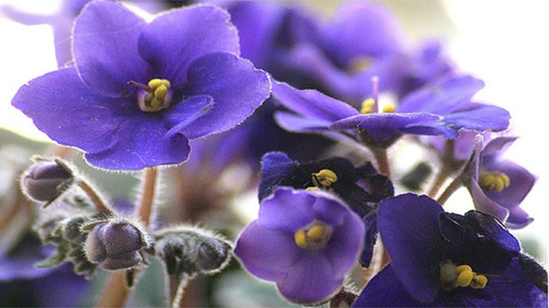 Fertilizante Violetas Forth - 60ml - Floração E Coloração
