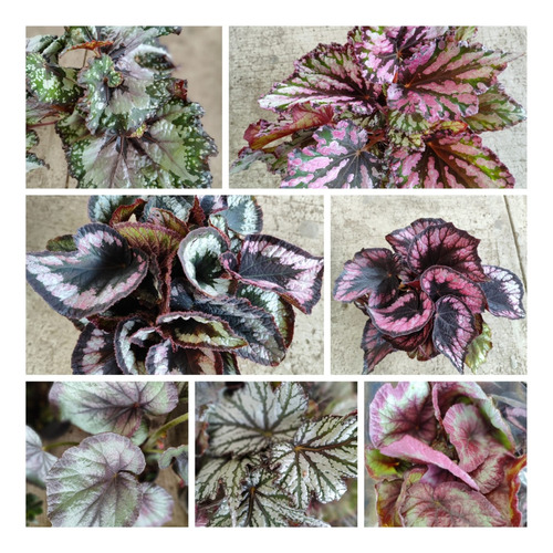 Begonias Varias