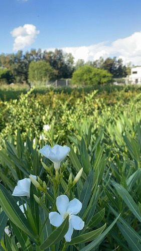 Laurel De Flor Blanco 5lts Laurel De Jardin