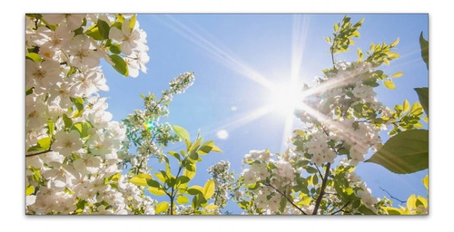 La Cubierta Luz Cielo Sol Flor Eliminan Deslumbramiento