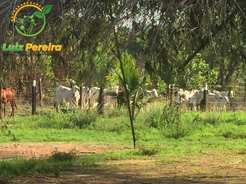 Imagem 4 de 11 de Fazenda À Venda No Vale Do Araguaia - To - 1.108 Hectares (dupla Aptidão) - 2101