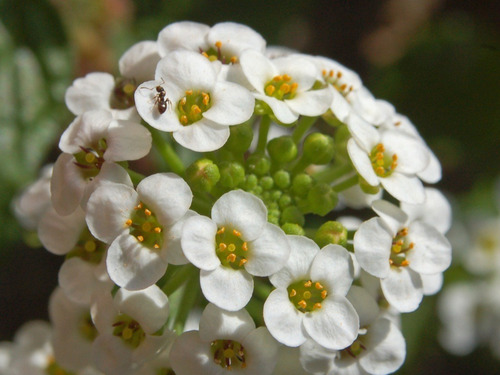 Sementes De Alyssum Compactum Branco