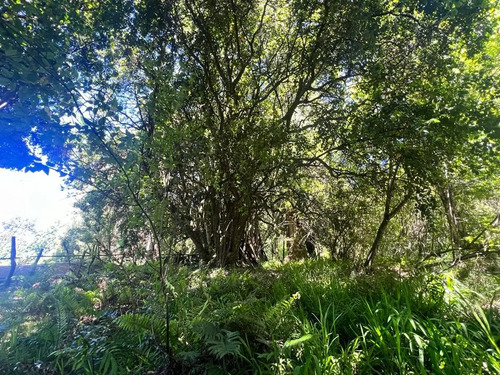 Increíble Sitio De 1564m2 Con Orilla De Lago Villarrica
