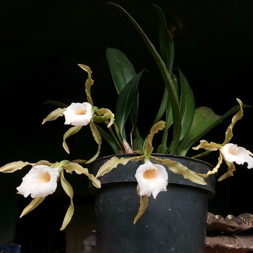 Orquídea Trichopilia Tortilis