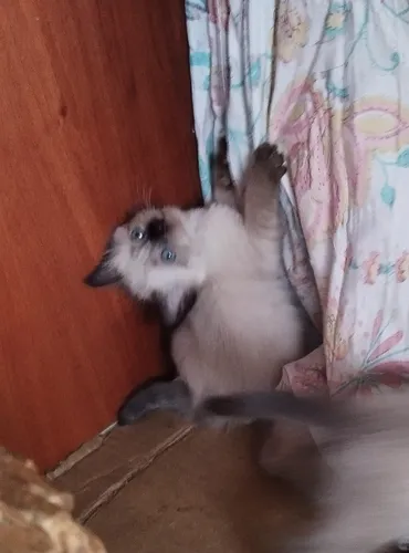 Gaticos Siameses En Venta