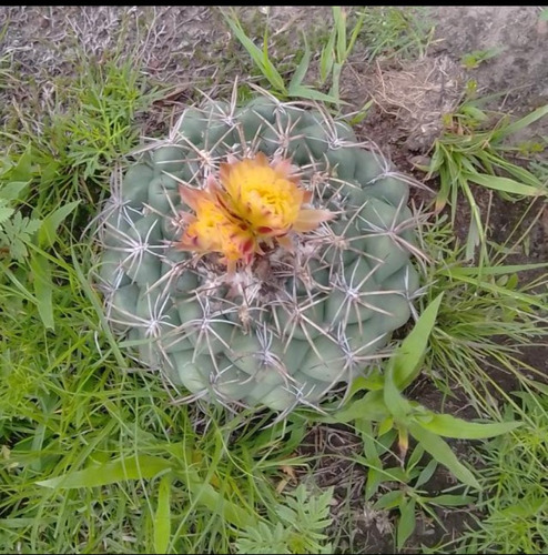 En Temporada De Floración Bisnagas Varios Precios Y Tamaños