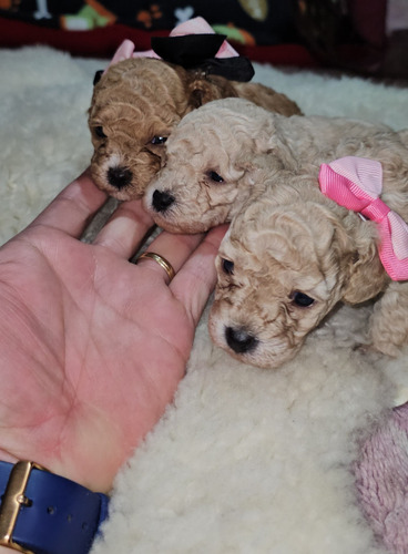Poodle Toy Apricot