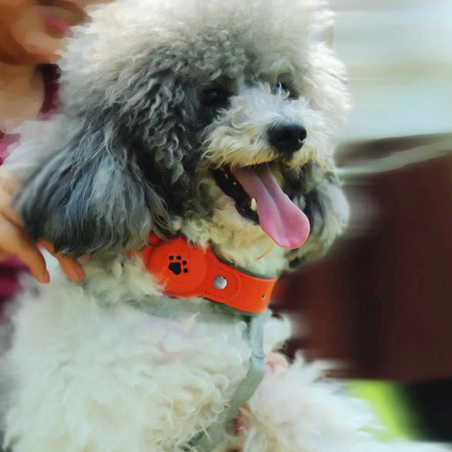 Collar Gps Dog Tracker: En Tiempo Real, Sin Tarifa Mensual