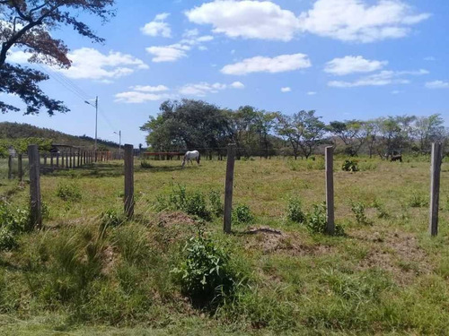 Imagen 17 de 30 de Finca De 440 Has En Cojedes-acarigua. 3 Pozos De Agua, Electricidad.