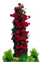 Comprar Paq 4 Rosas Enredaderas Roja Amarilla Blanca Y Rosa C\u002Fenvio