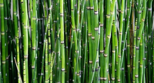 Imagen 1 de 1 de Bambú Verde Cotiza Con Nosotros Entregas Cdmx