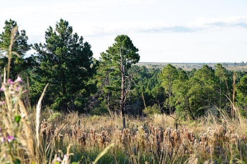 Imagen 1 de 6 de Venta De Campo De 22 Hectareas En Yacanto - Inv0012