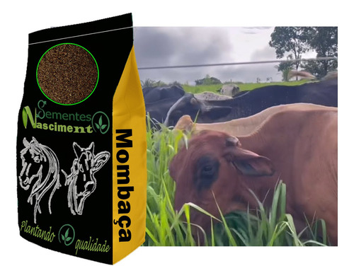 Sementes Capim Mombaça Pacote 5kg - Rendimento 3 Mil M