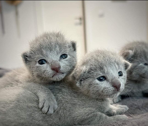 Gatos Ruso Azul Puros. Legitiimos España Documentados