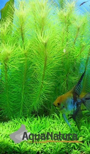 Pogostemon Erectus Plantas Acuaticas Acuario Peces