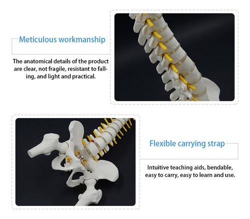 Columna Vertebral Humana De 45 Cm Con Modelo Pélvico Anatomí