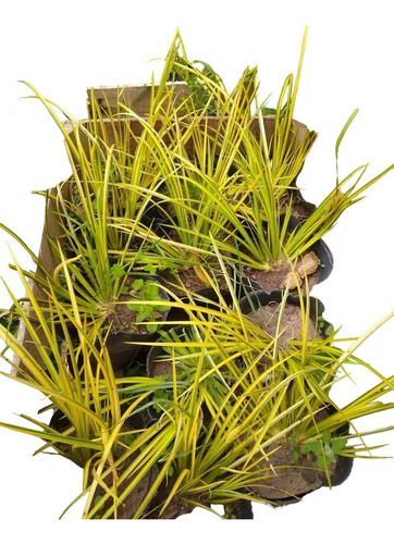 Acorus Calamus Variegado - Planta Pleno Sol Palustre - M 12