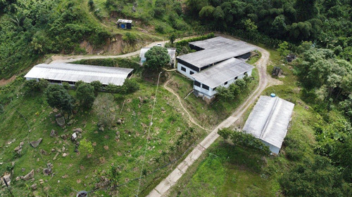 Imagen 3 de 28 de En Venta Granja Porcicola En Las Mesas Via Seboruco