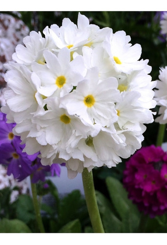 Primulas Denticulatas Blancas