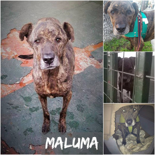 Maluma, Perro Tamaño Grande En Adopción 