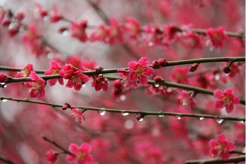 Damasco De Flor ( Prunus Mumme )