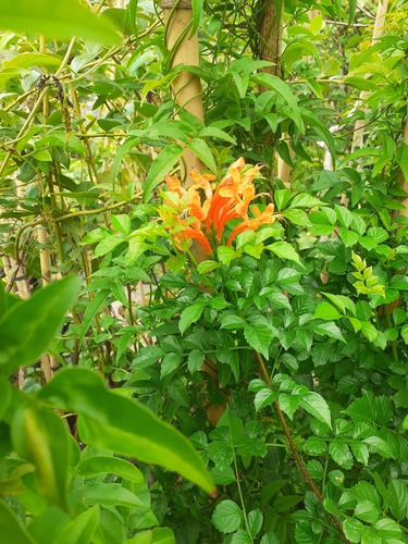 Imagen 3 de 4 de Bignonia De Invierno, Trompetero Naranja 5lts