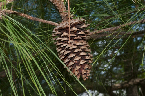 Imagem 4 de 4 de Pinheiro Pinus (elliotti) - 100 Sementes Reflorestamento