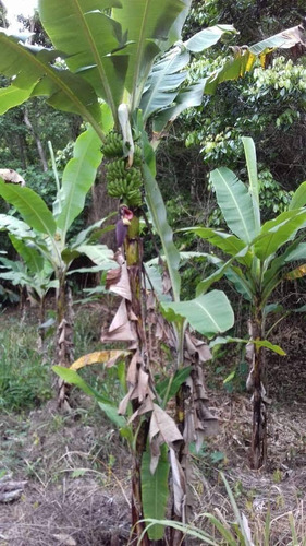 Imagen 11 de 14 de Venta Finca 67 Hectáreas Nigua Yaracuy Oportunidad Cod. 8973
