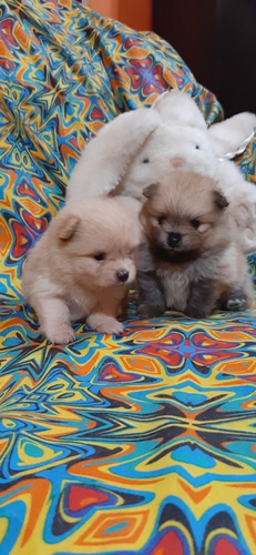 Cachorro PomeraniaHay Disponibles Machito Crema 