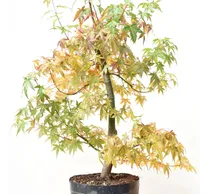 Comprar Acer Japonés  ( Acer Palmatum )  Árboles