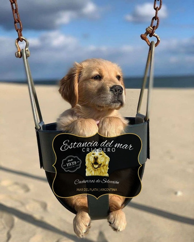 Venga A Ver Los Golden Retriever Mas Buscados De Argentina