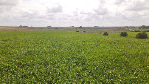 Campo En Venta De 150 Ha Agrícola Ganadero En Florida (ref: Atm-7901)