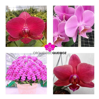 Orquídea Phalaenopsis Vermelha Por 19,99 | MercadoLivre 📦