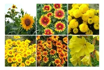Comprar Combo Semillas De Flores Amarillas - Primavera Y Verano