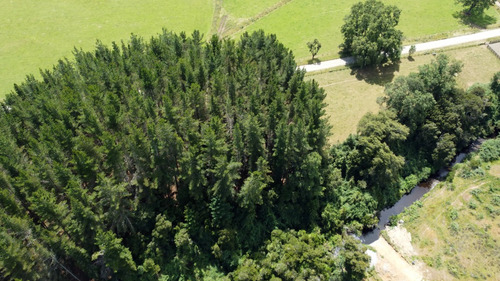 Campo En Venta En Cañitas, Los Muermos, Región De Los Lagos
