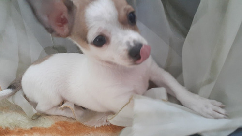 Cachorro Chihuahua Cabeza De Venado