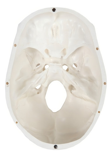 Yi Modelo De Calavera 1:1 Cabeza Cráneo Humano Anatomía