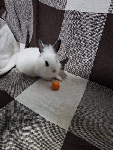 Mini Coelho Branco Bege