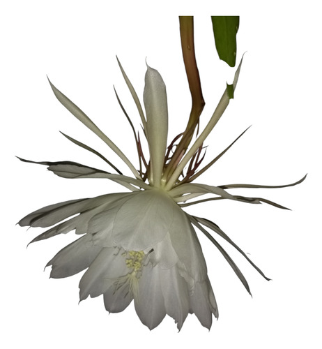 Epiphyllum Oxypetalum- Reina De La Noche- Dama De Noche