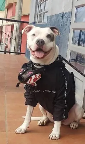 Pitbull Cachorros