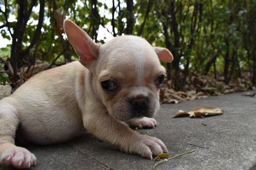 Cachorros Bulldog Frances, Criadero El Arca Del Frances, Jua