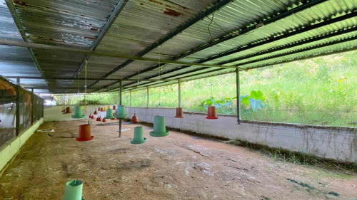 Imagen 6 de 14 de Finca En Palo Grande San Cristobal