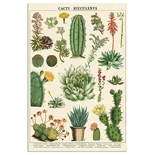 Póster Educativo Vintage De Plantas, Cactus Y Suculent...