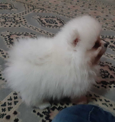 Lulu Da Pomerânia