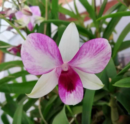 Orquídea Denphal Adulta Em Cores Variadas 2 Unidades