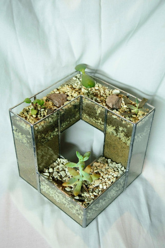 Terrario En Vidrio