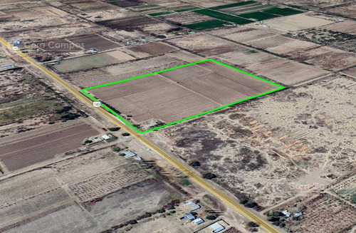 Se Vende Viñedo De 9ha En San Rafael - Mendoza