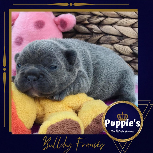 Bulldog Frances Blue Fantasía De Invierno Puppiesar. Blue