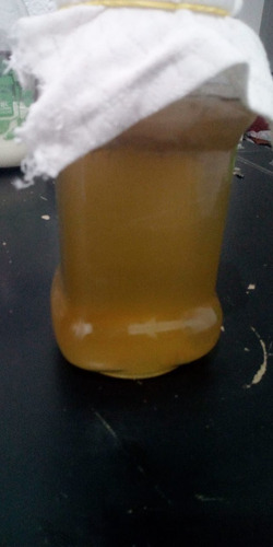 Scoby Y Kombucha