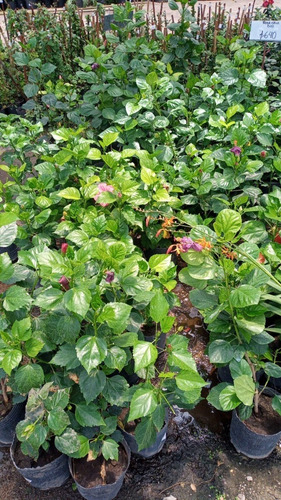 Imagen 3 de 8 de Rosa China Hawaiana - Entrega Gartis Amba
